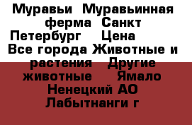 Муравьи, Муравьинная ферма. Санкт-Петербург. › Цена ­ 550 - Все города Животные и растения » Другие животные   . Ямало-Ненецкий АО,Лабытнанги г.